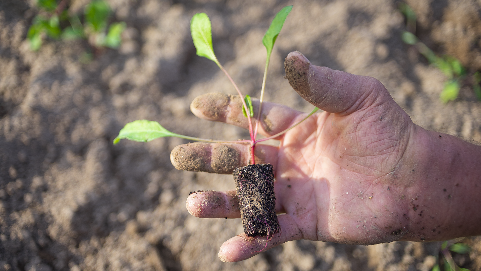 Le sons de la terre dans la lagune venitienne